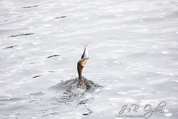 Cormorant Swallowing Fish