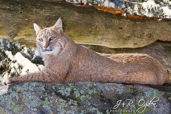 Bobcat