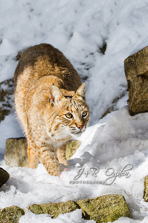 Bobcat