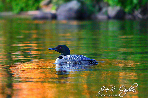 Common Loon