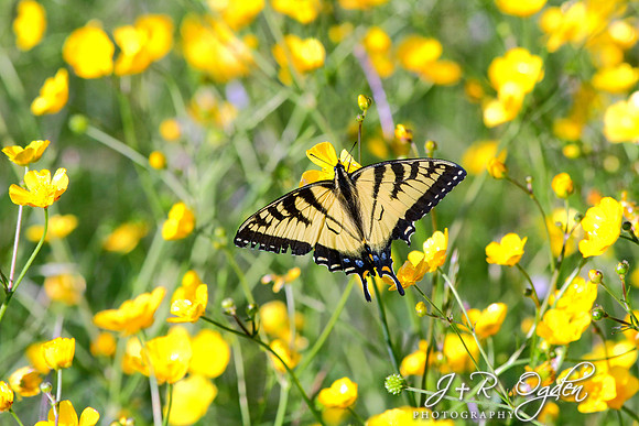 Swallowtail Butterfly