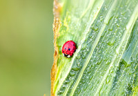 Ladybug