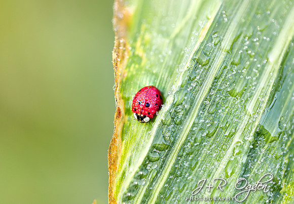 Ladybug