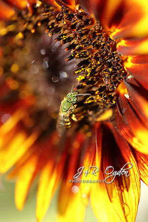 Sunflower with a Bee