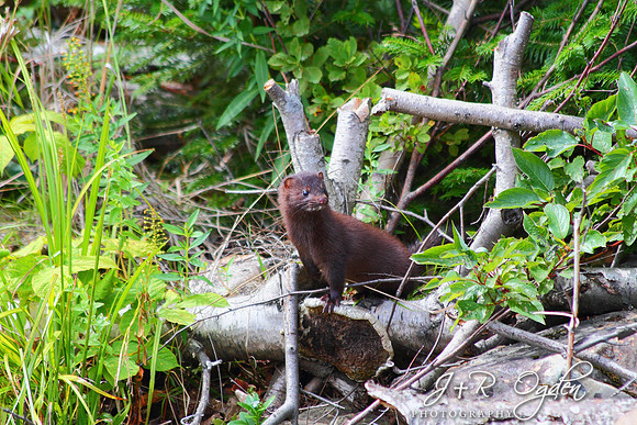 Mink