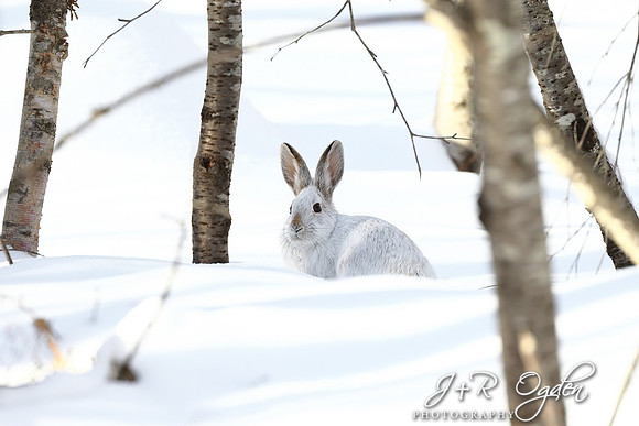 Snowshoe  White Rabbit in the Snow