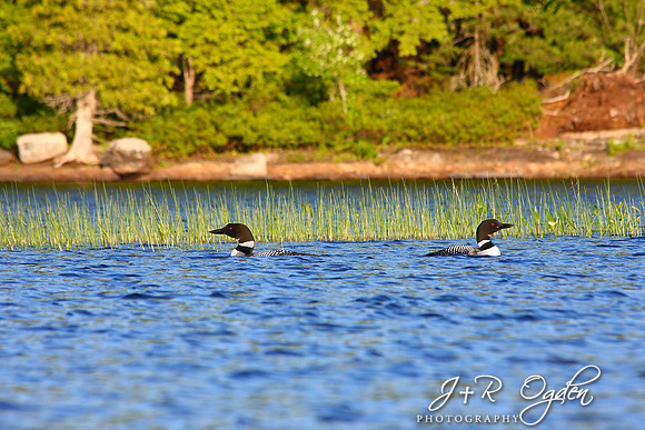 Common Loon