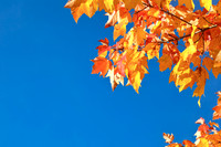 Autumn in Maine