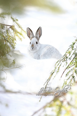 Snowshoe  White Rabbit in the Snow
