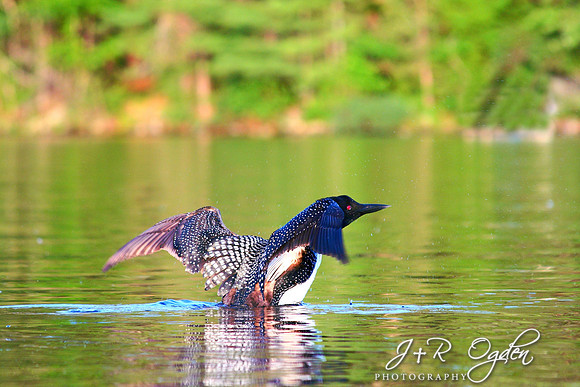 Common Loon