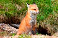 Young Red Fox