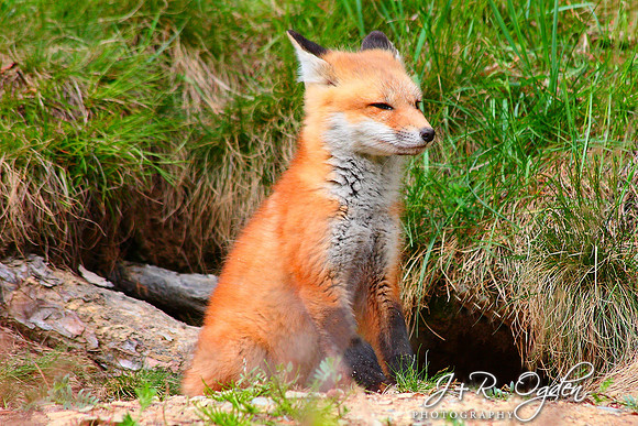 Young Red Fox