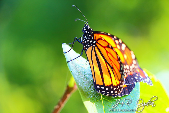 Monarch butterfly