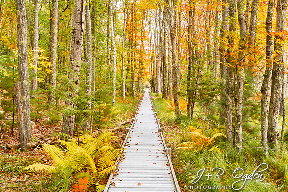 J&R Ogden Photography | Autumn Scenes | Acadia Sieur de Monts Spring ...