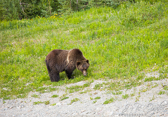 Grizzly Bear
