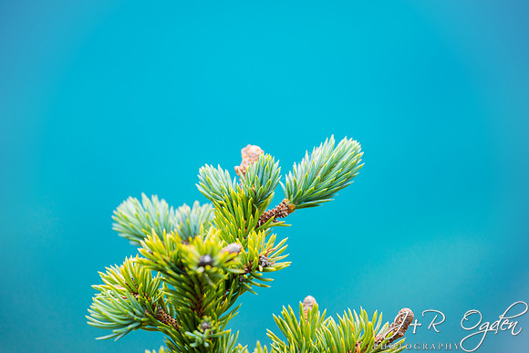 Emerald Water