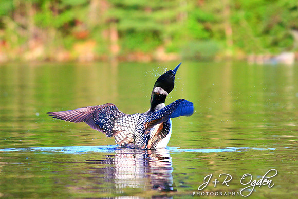 Common Loon