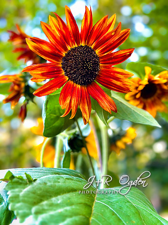 Sunflower in Maine