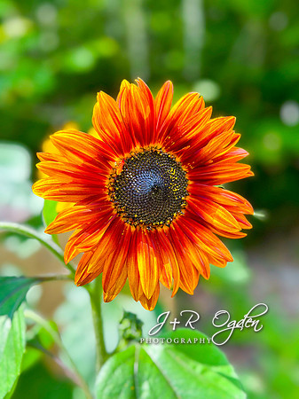 Sunflower in Maine