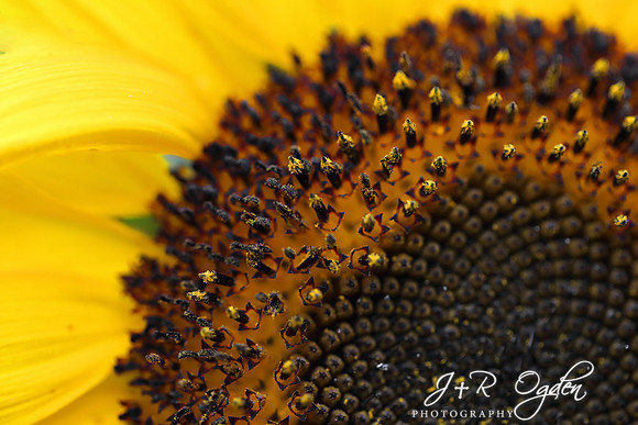 Sunflower upclose