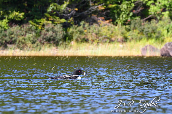 Common Loon