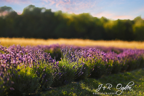 Lavender flower in sunset