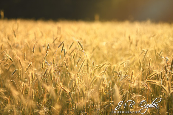 Winter Rye field in sunlight