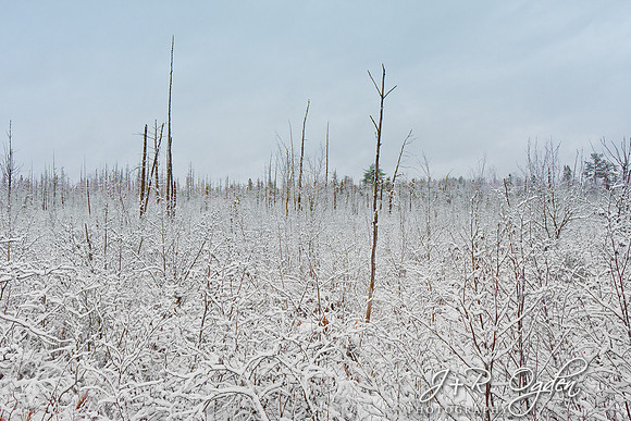 Scenic snow covered bog