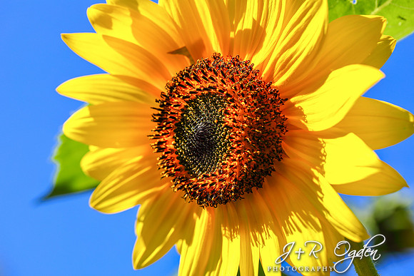 Maine Sunflower