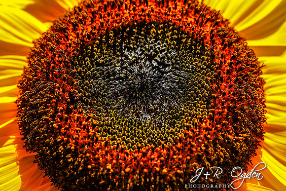 Maine Sunflower