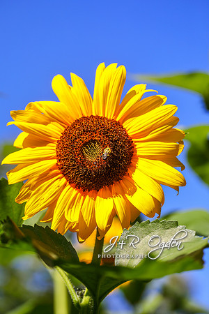 Maine Sunflower