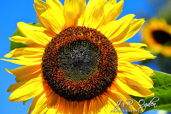 Maine Sunflower