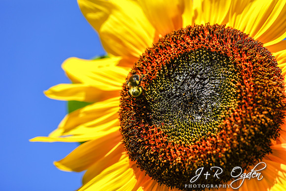 Maine Sunflower