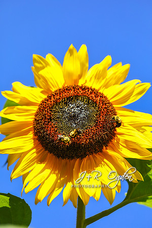 Maine Sunflower