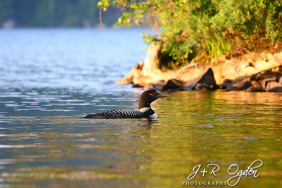 Common Loon