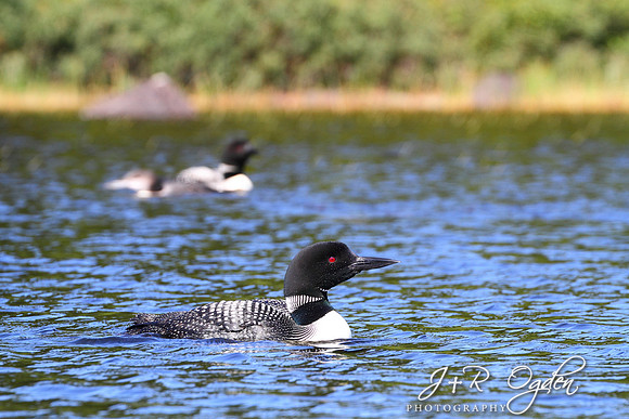 Common Loon
