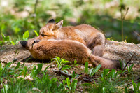 Fox kits