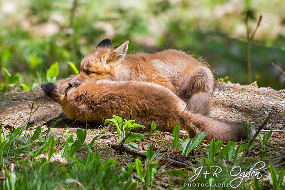 Fox kits