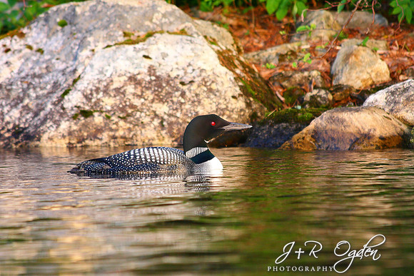 Common Loon