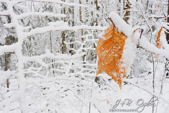 Snow covered leaf