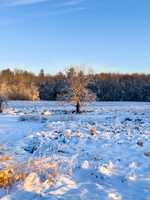 Maine Winter Tree with warm sun