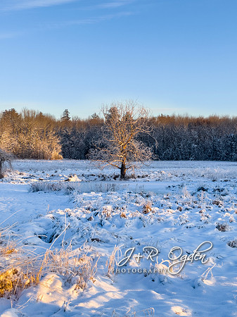 Maine Winter Tree with warm sun