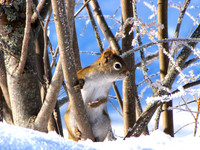 Red-Tailed Chipmunk Exploring