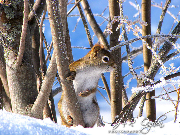 Red-Tailed Chipmunk Exploring