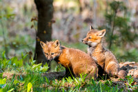 Fox Kits
