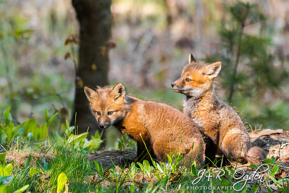 Fox Kits