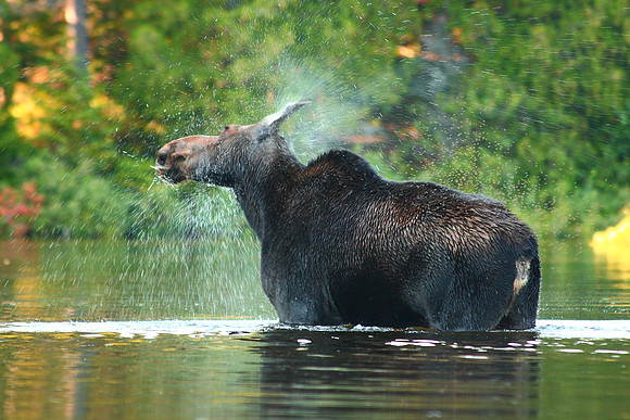 Cow Moose