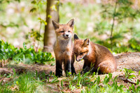 Fox kits
