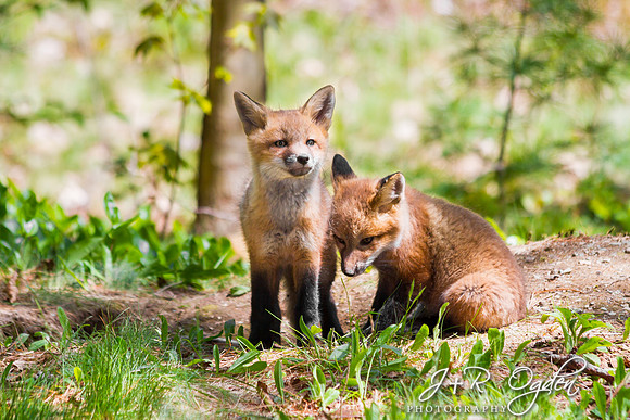 Fox kits