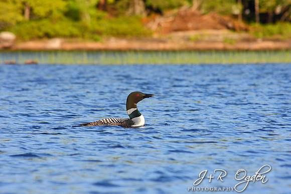 Common Loon